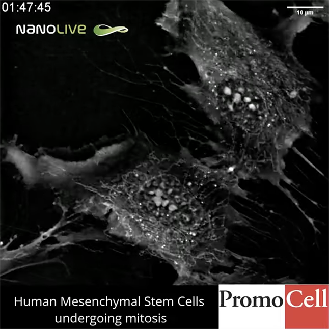 Screenshot of video showing human cells undergoing mitosis